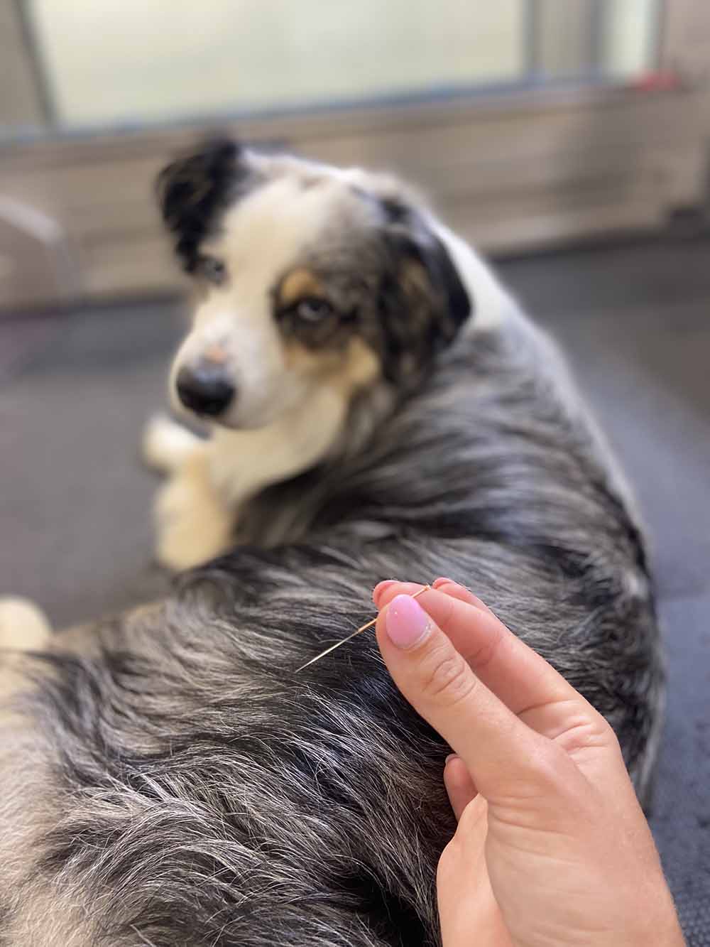 Hond die hydrotherapie volgt.