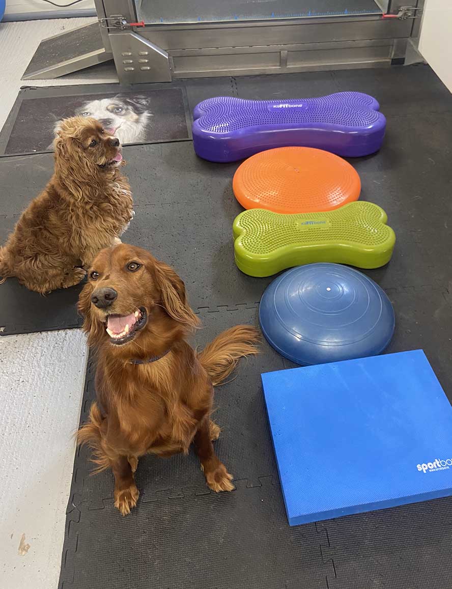 Hond die oefeningen uitvoert.