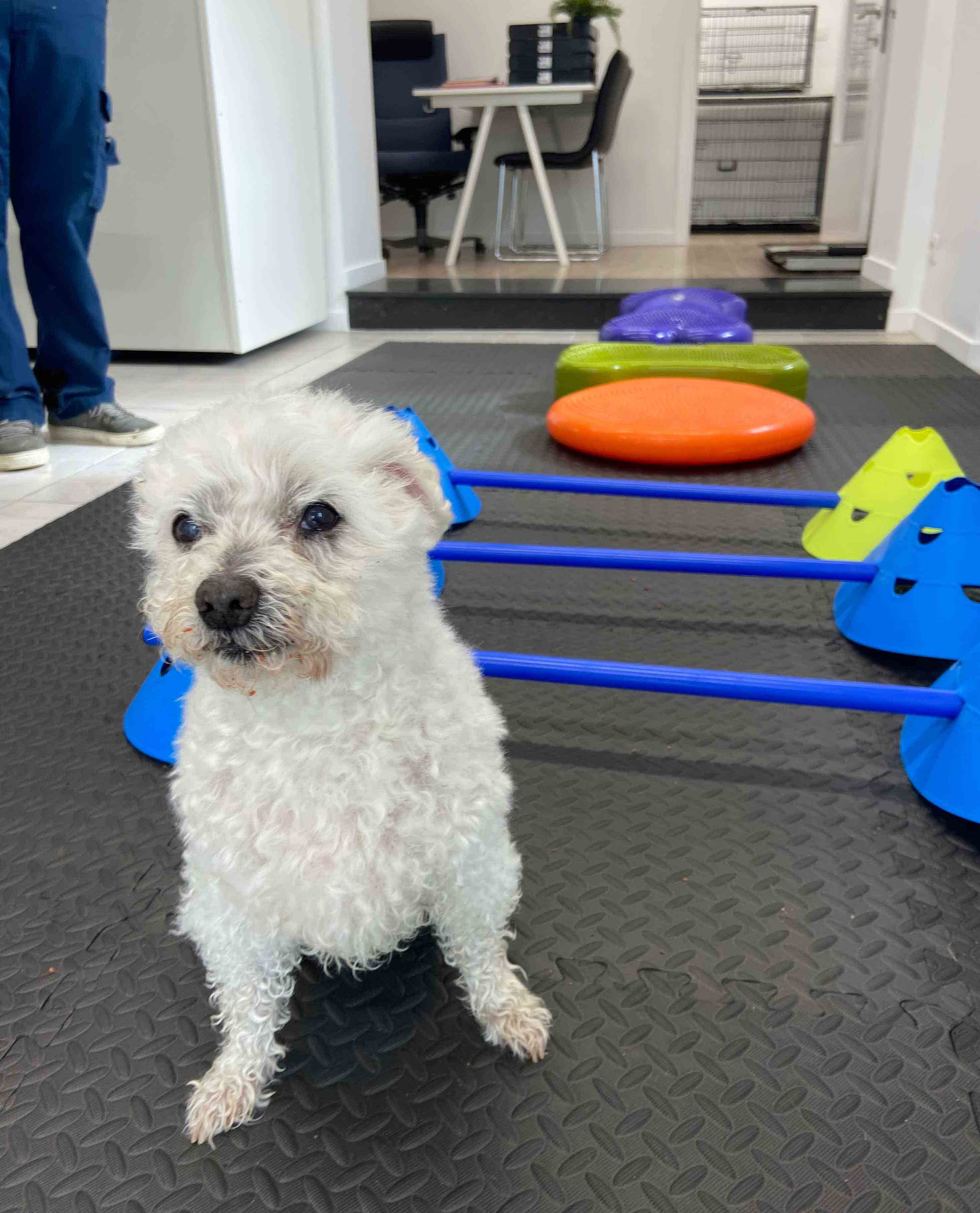 Hond die oefeningen uitvoert.