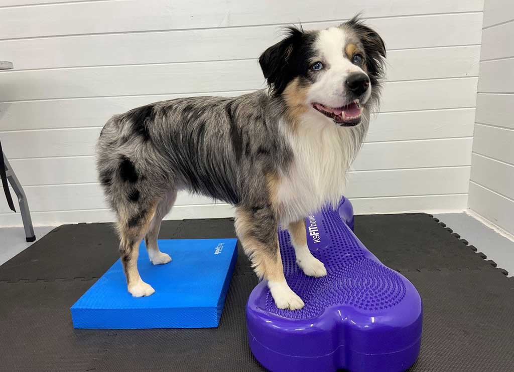 Hond die oefeningen uitvoert.