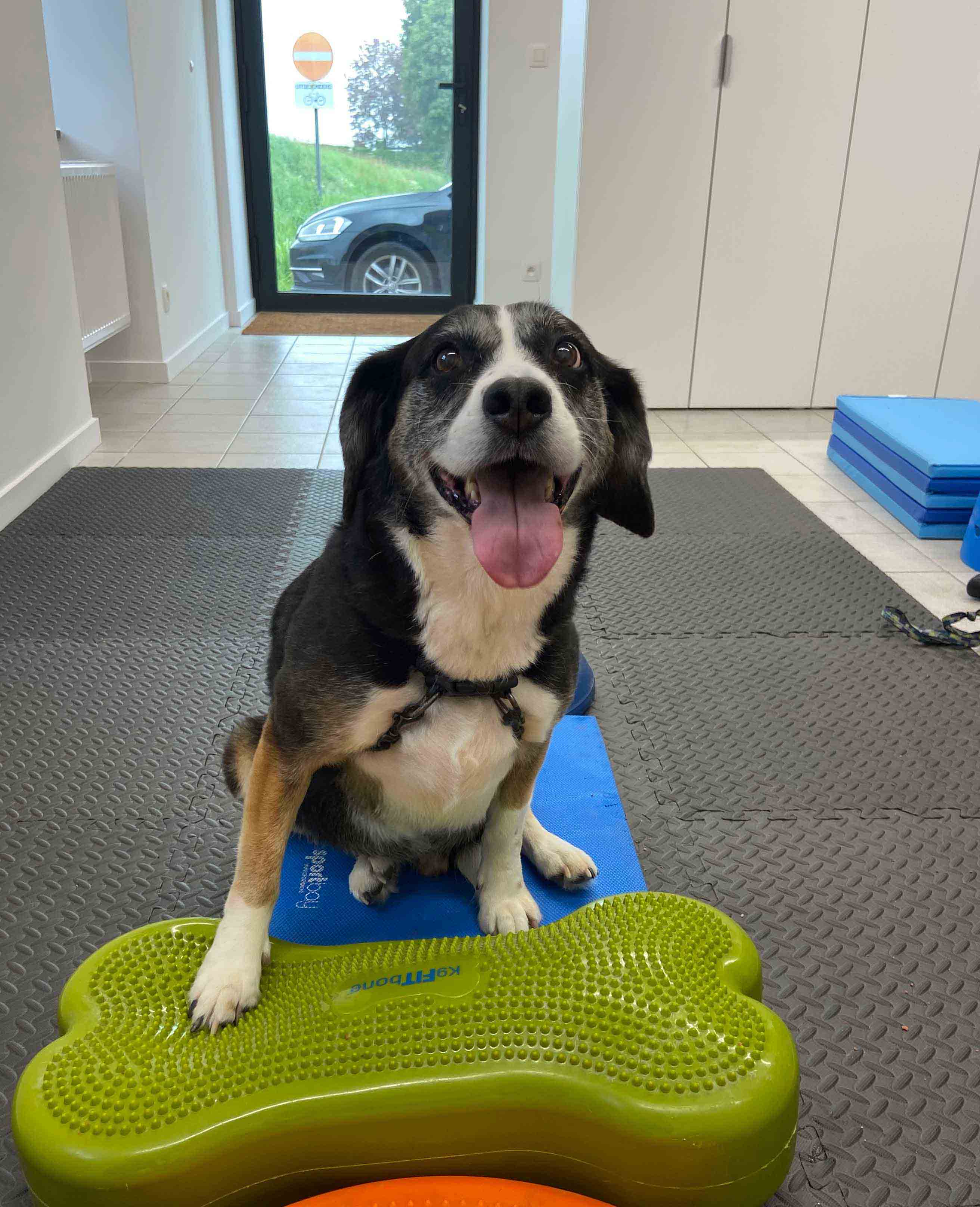 Hond die oefeningen uitvoert.