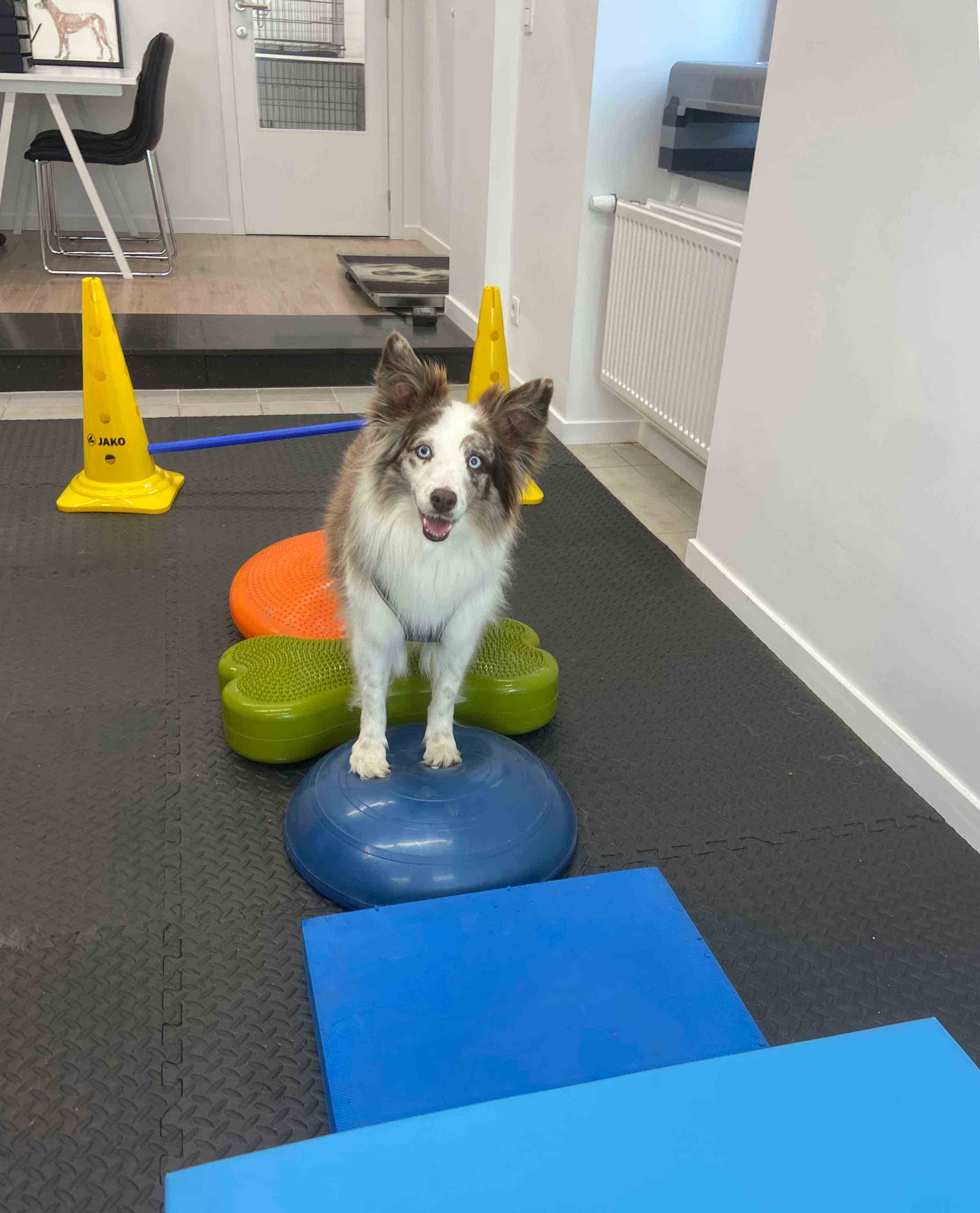 Hond die oefeningen uitvoert.