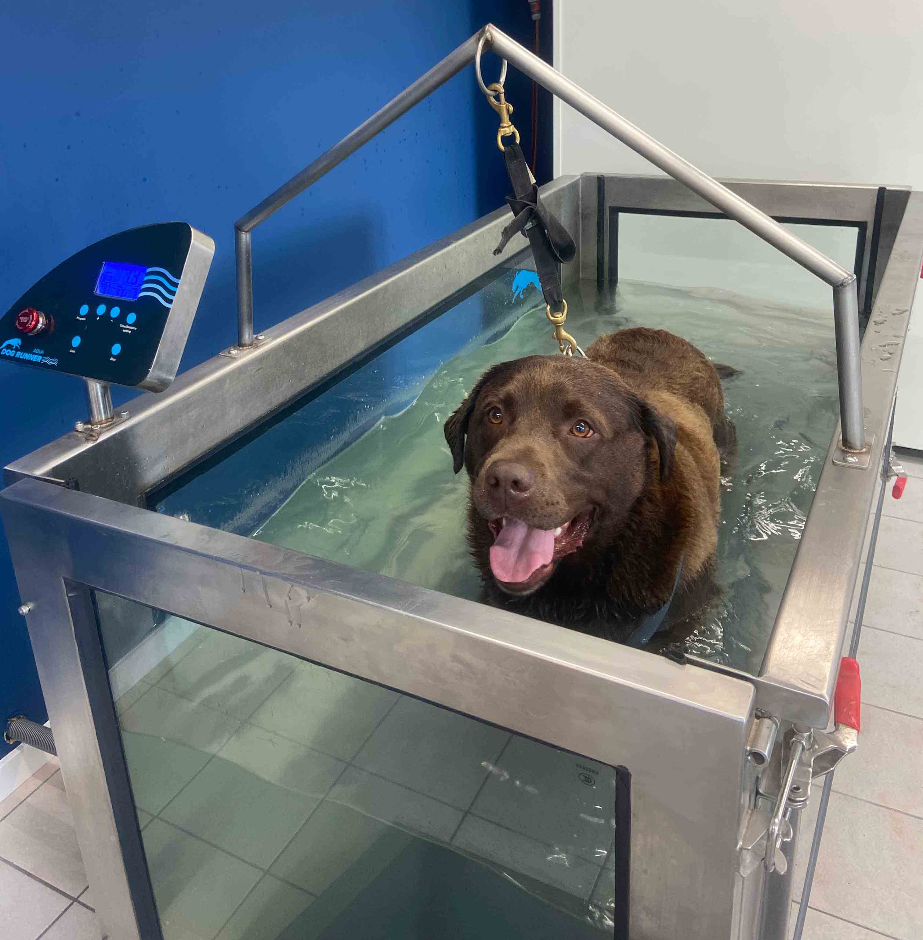 Hond die hydrotherapie volgt.