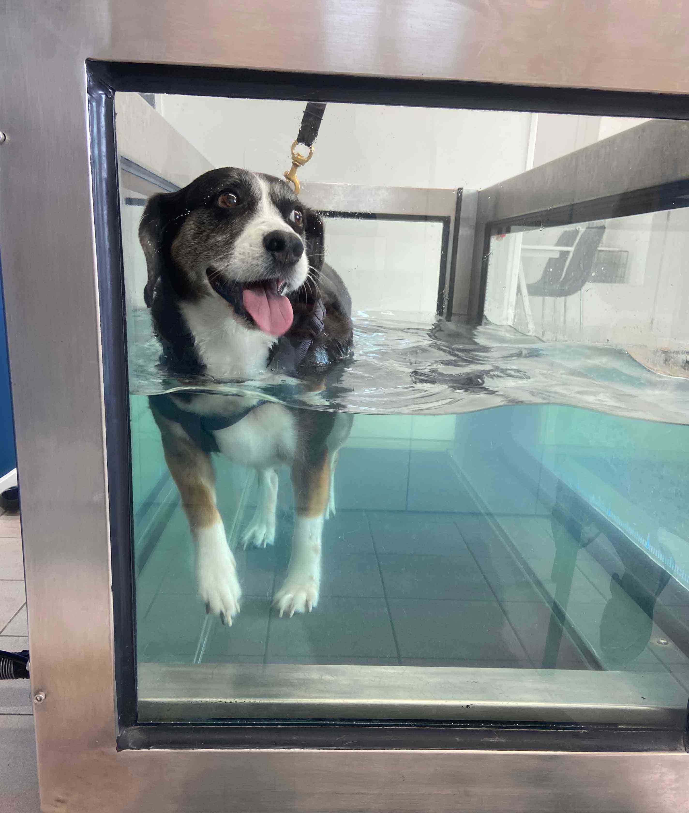 Hond die hydrotherapie volgt.
