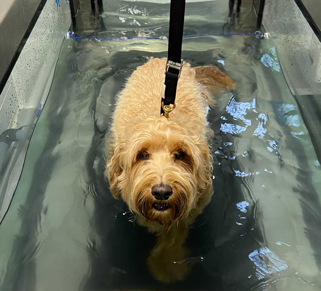 Hond die hydrotherapie volgt.