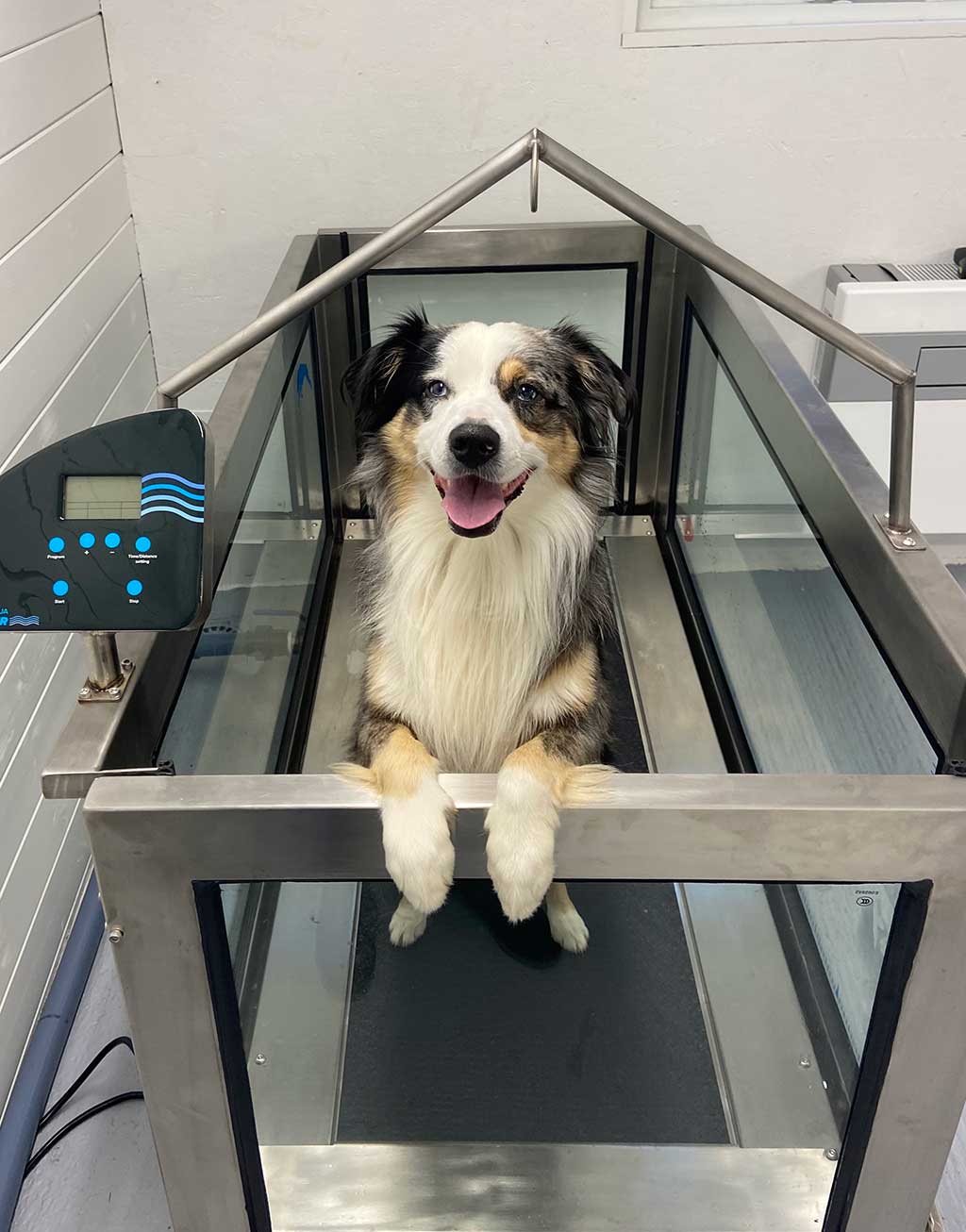 Hond die hydrotherapie volgt.
