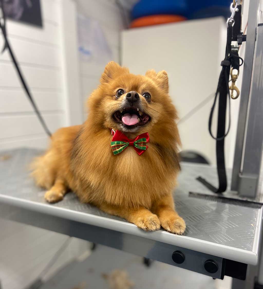 Hond die trimbeurt krijgt.