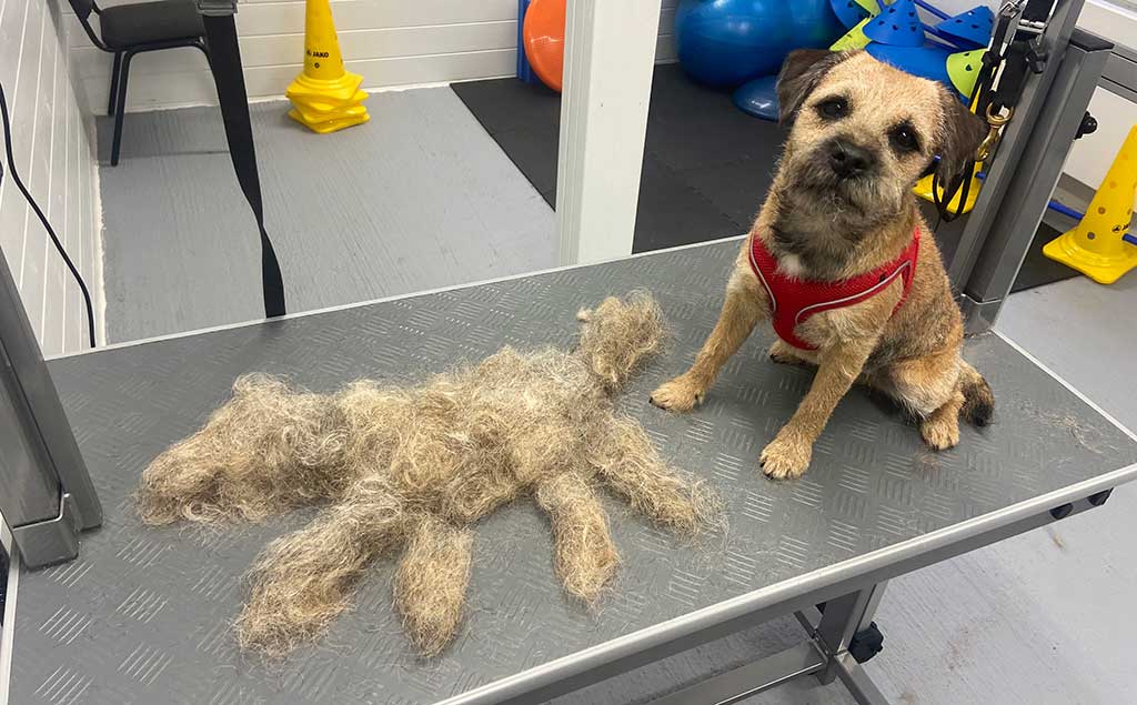 Hond die trimbeurt krijgt.