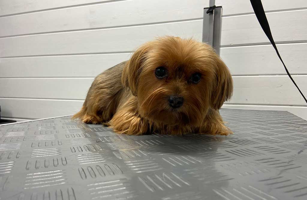 Hond die trimbeurt krijgt.