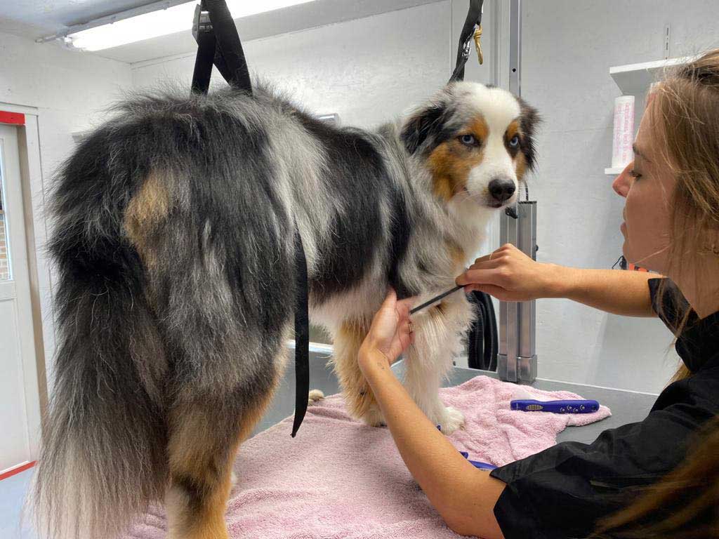 Hond die trimbeurt krijgt.