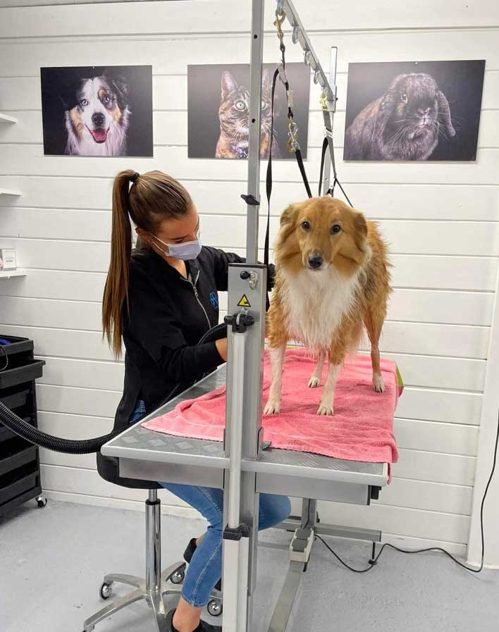 Hond die trimbeurt krijgt.