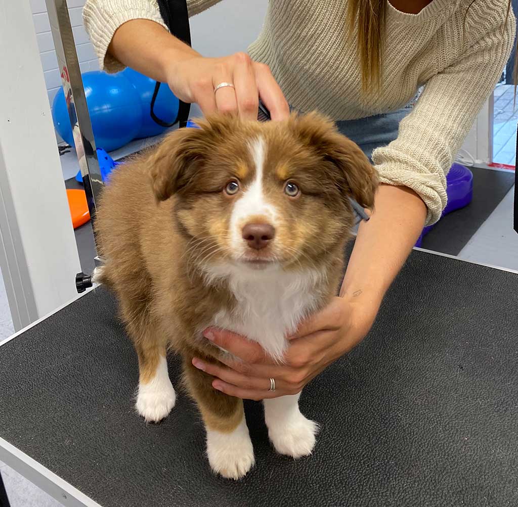 Puppy op puppygewenning.