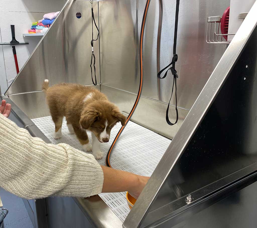 Puppy op puppygewenning.