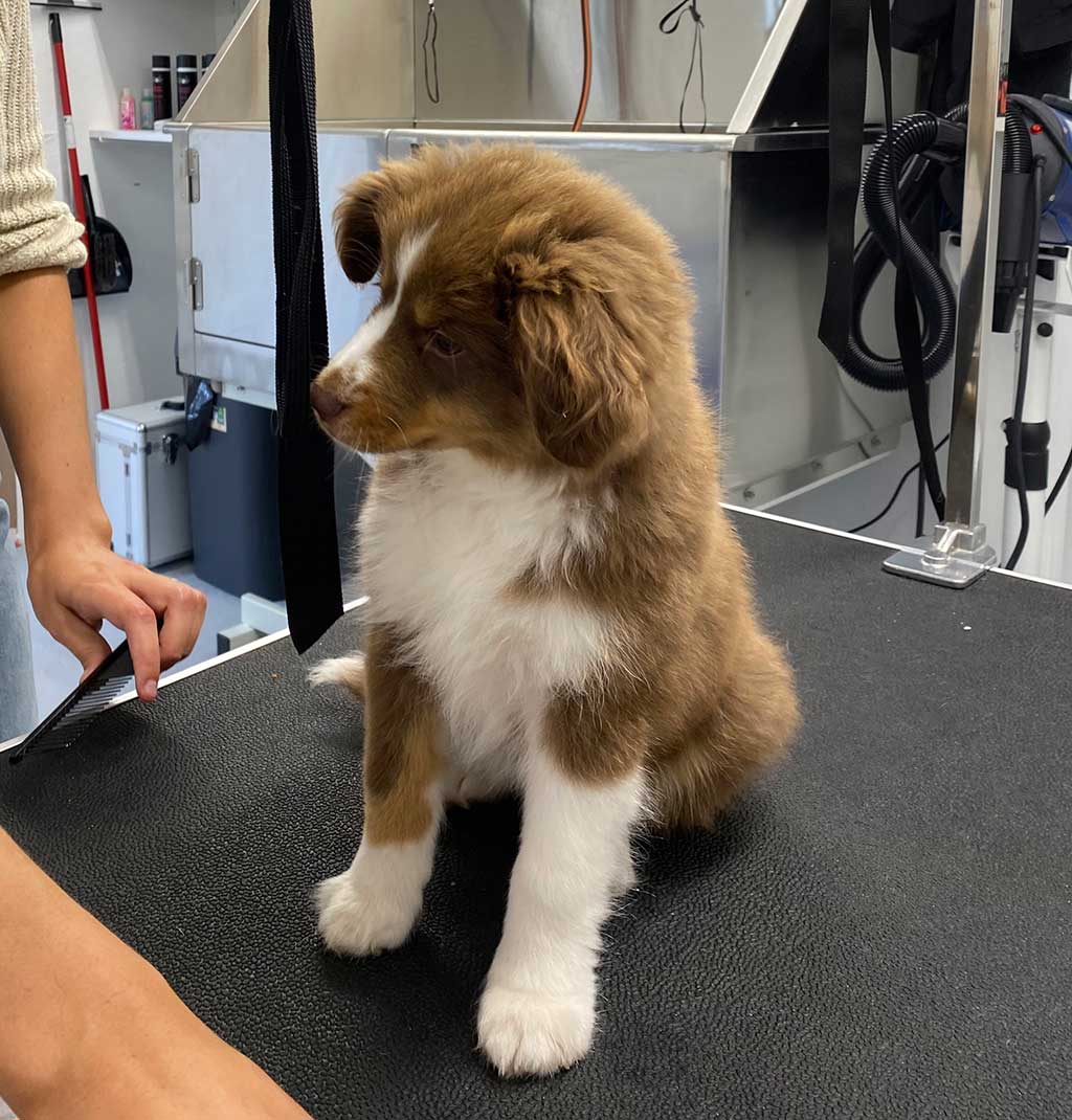 Puppy op puppygewenning.